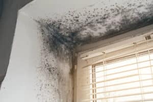 Mold Growth After Water Damage | East End Flood & Fire Restoration