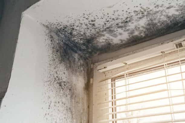 Mold Growth After Water Damage | East End Flood & Fire Restoration