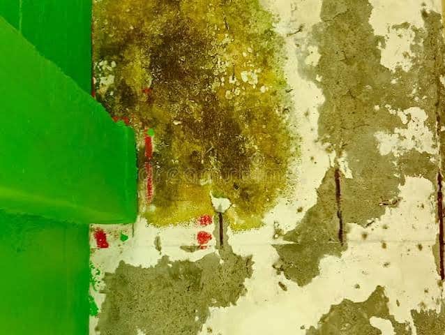 Why Does Mold Grow Even After a House Is Dried?