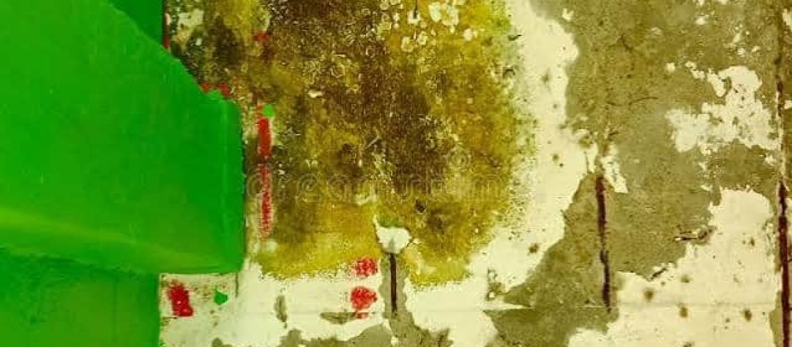 Why Does Mold Grow Even After a House Is Dried?