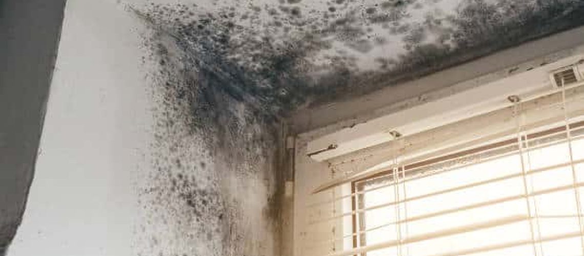 Mold Growth After Water Damage | East End Flood & Fire Restoration